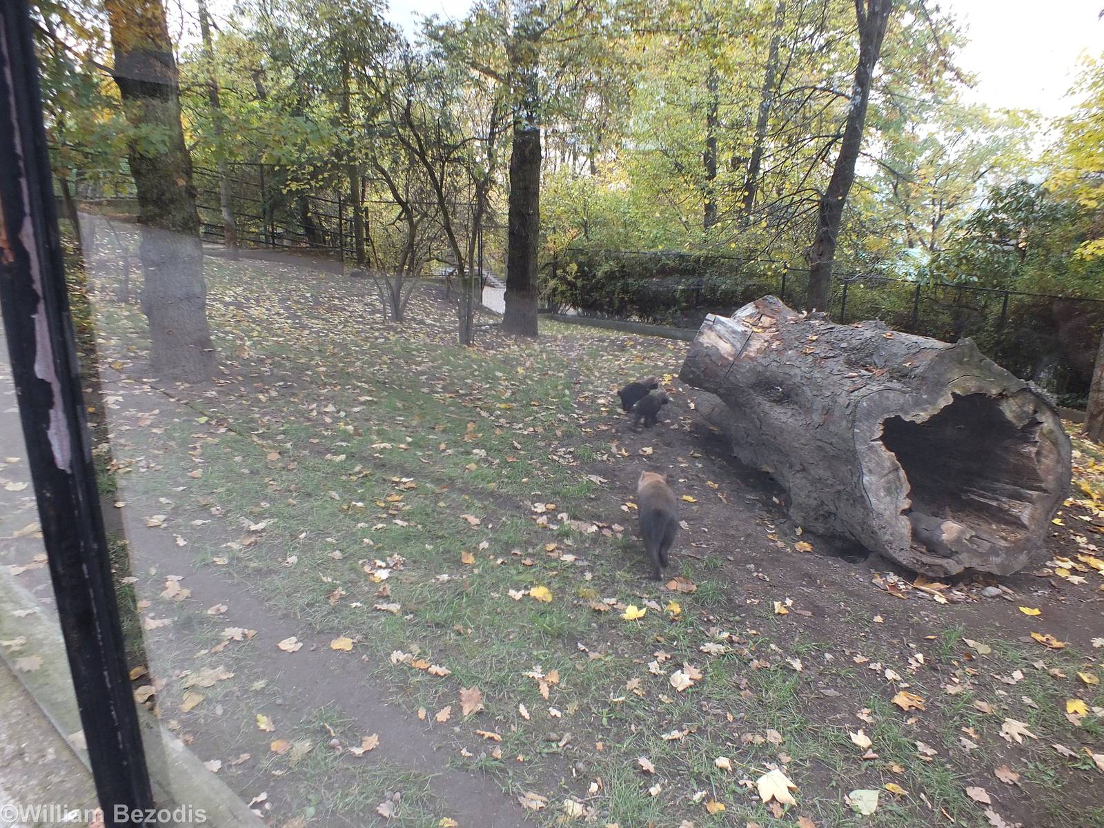 Bush Dog Exhibit with Youngsters
