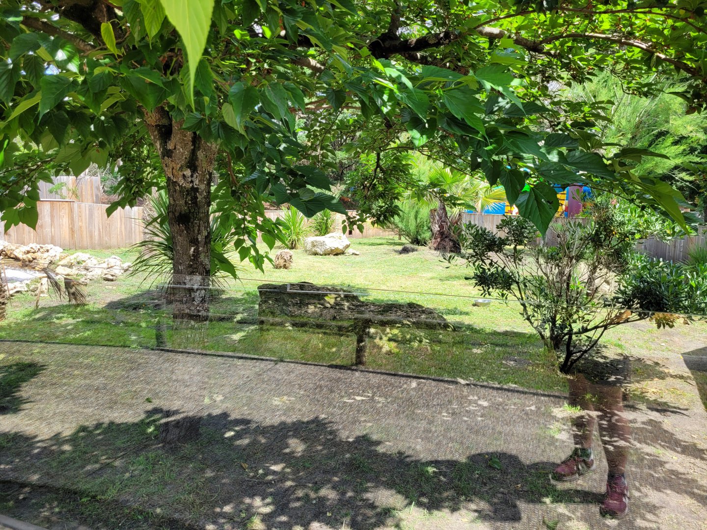 Bush dog exhibit -Zoo du bassin d'Arcachon (2024)