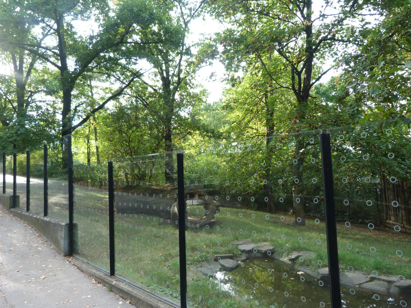 Bush dog exhibit -Zoo Praha (2025)