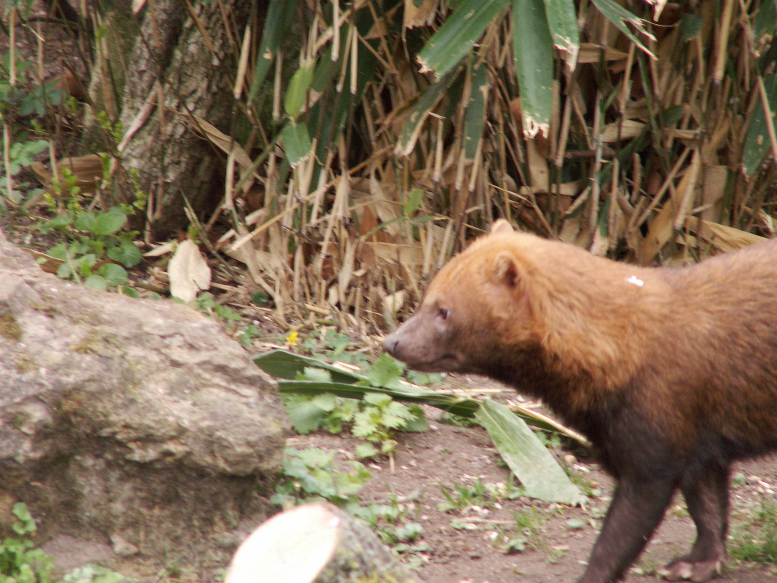 bush dog exhibit