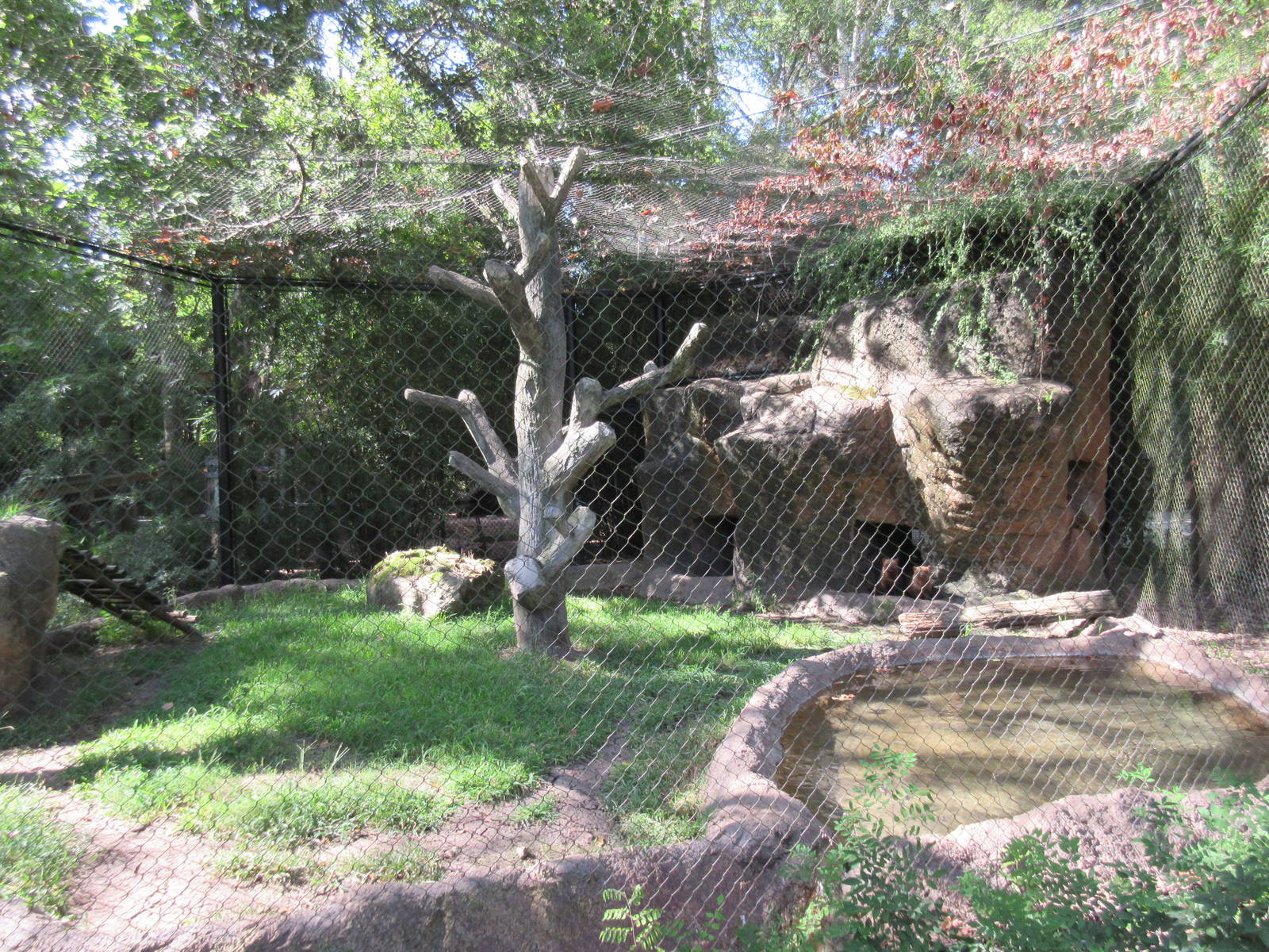 Bush Dog Exhibit