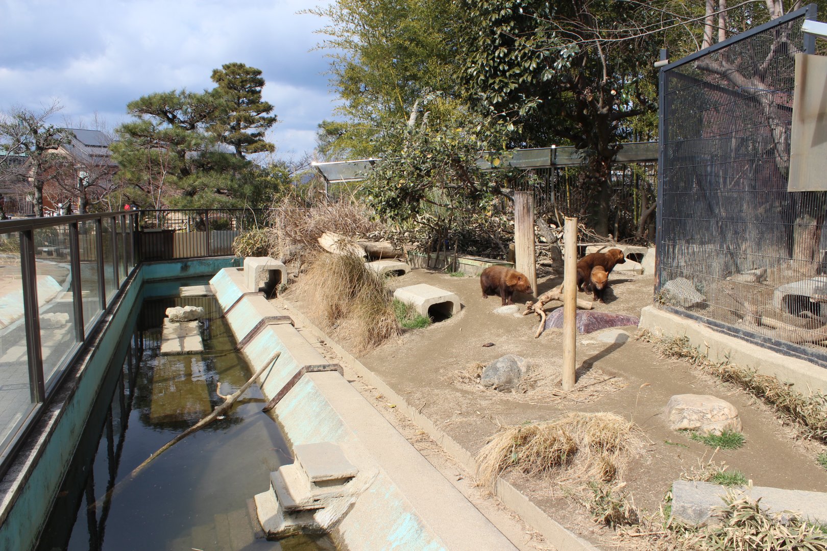 Bush dog exhibit