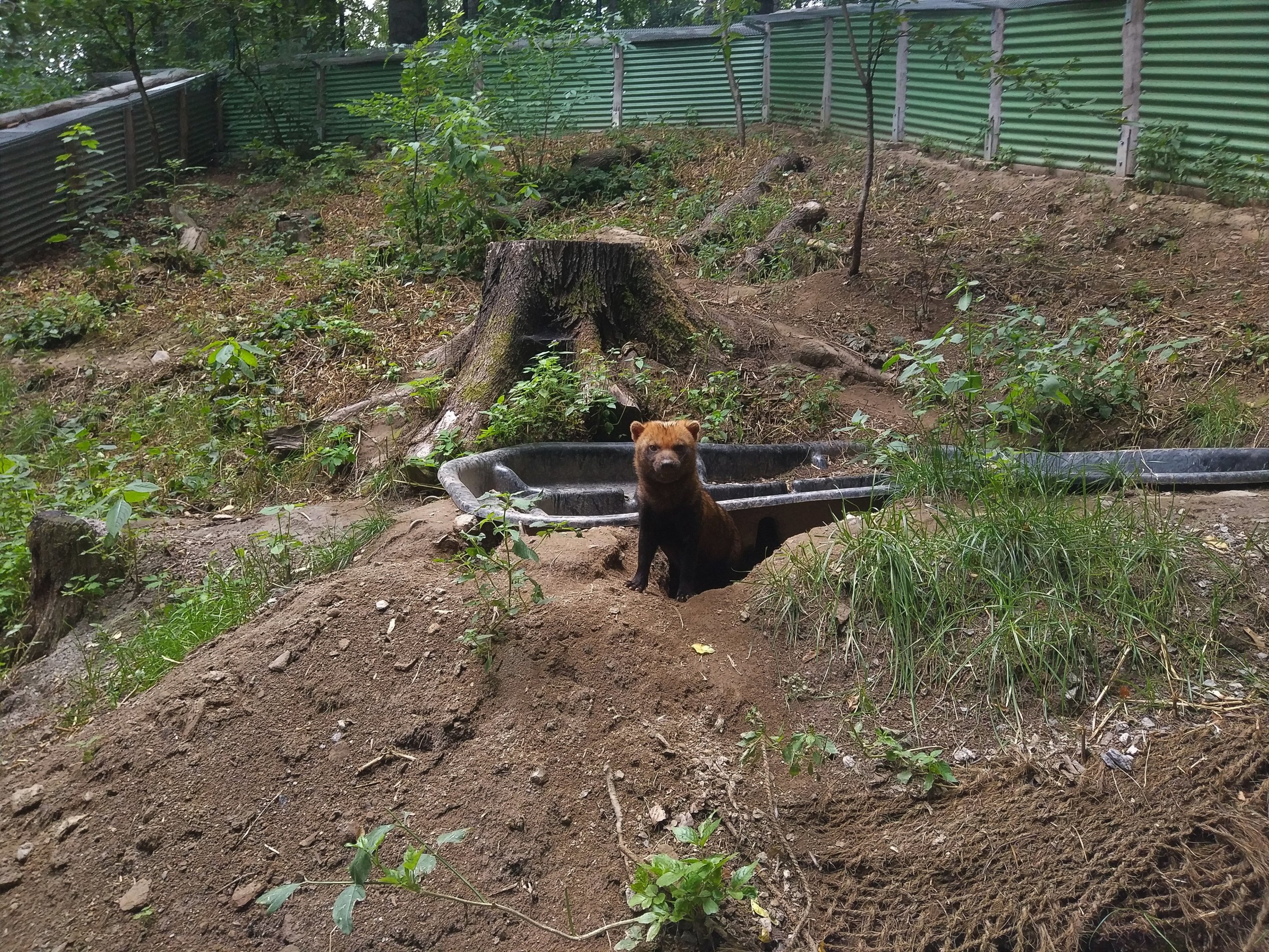 Bush dog Exhibit