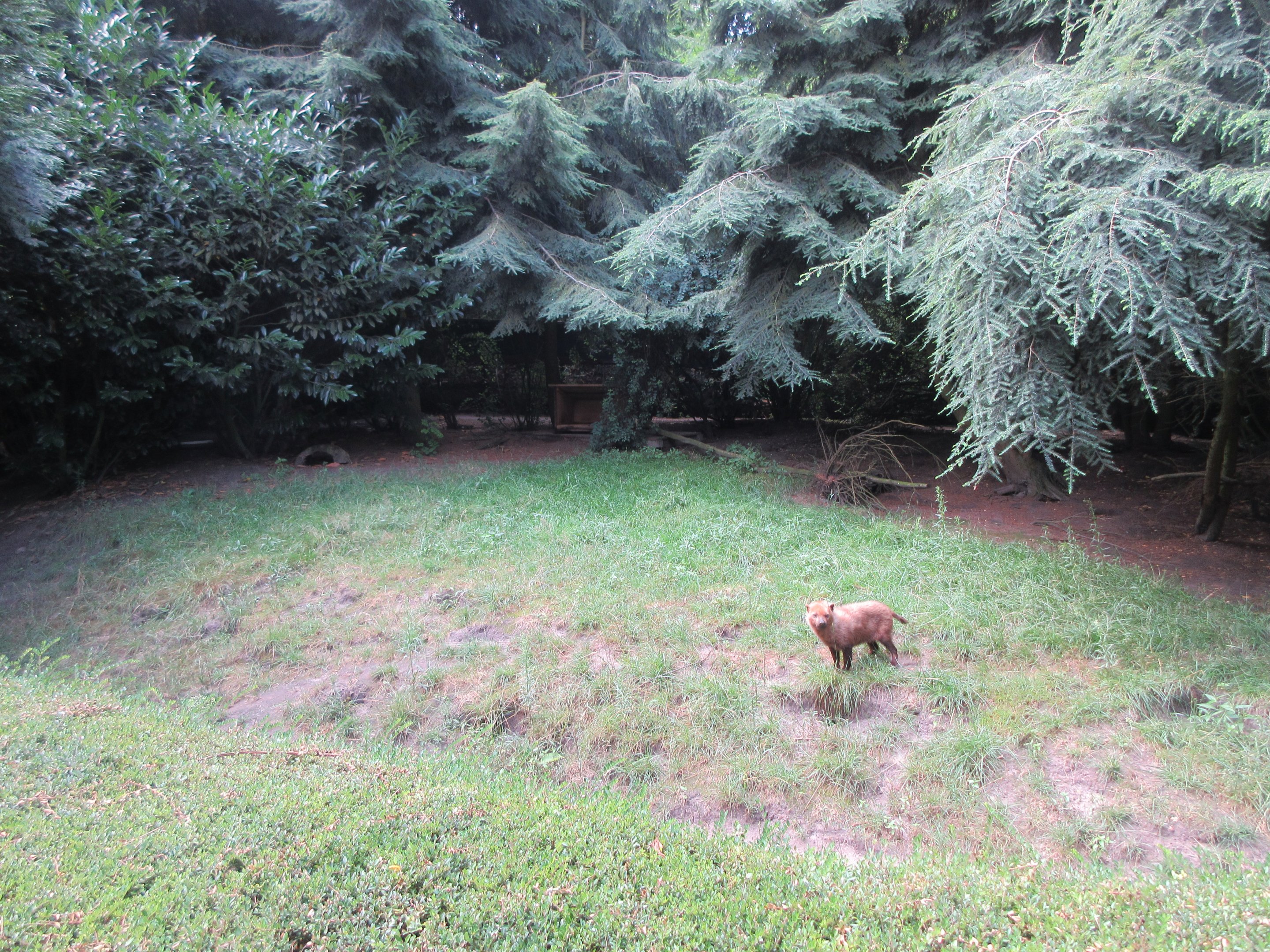 Bush Dog Exhibit