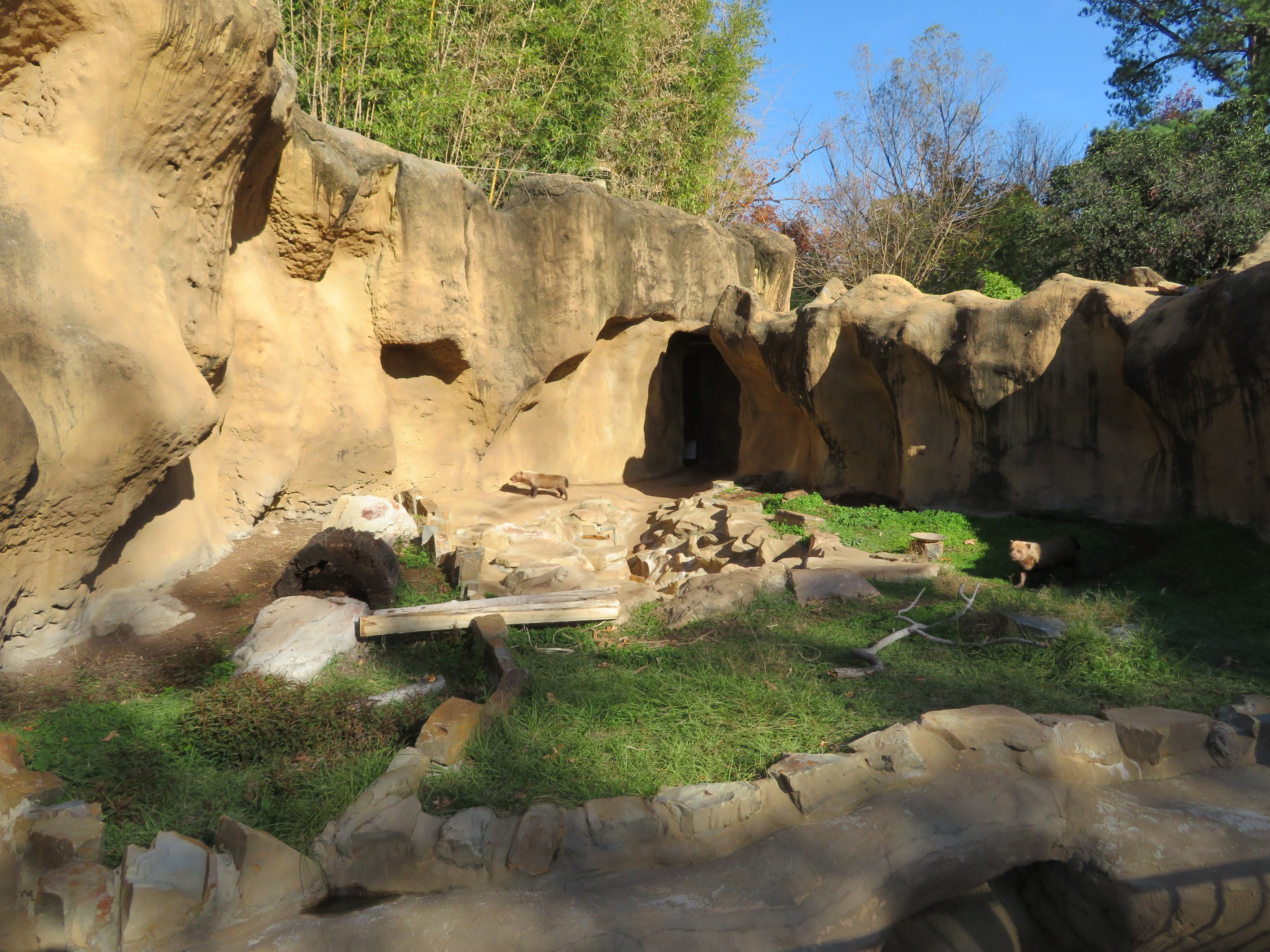 Bush Dog Exhibit