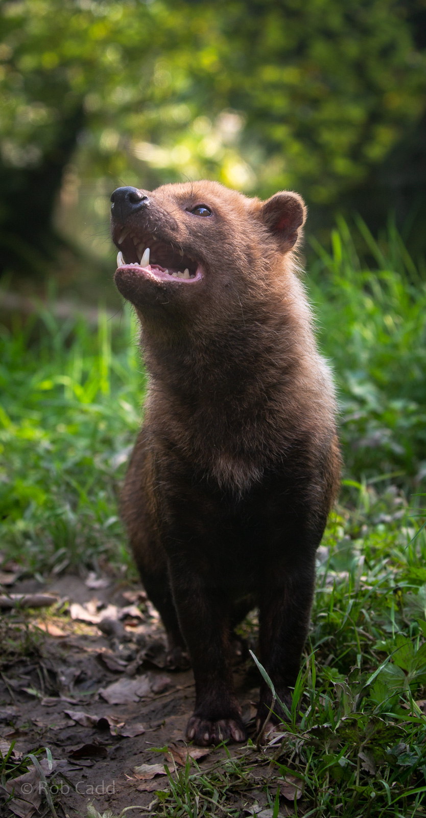 Bush dog : Exmoor Zoo : 16 Sep 2020