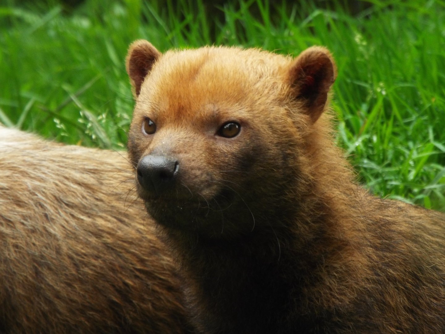 Bush dog, Exmoor Zoo