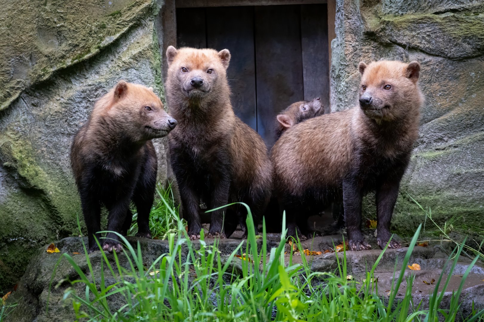 Bush Dog family / Exmoor Zoo / 7-9-20
