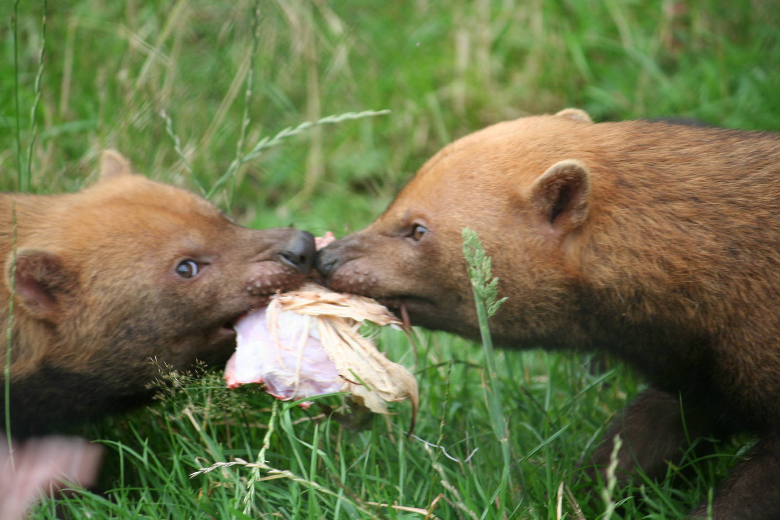 Bush Dog feed
