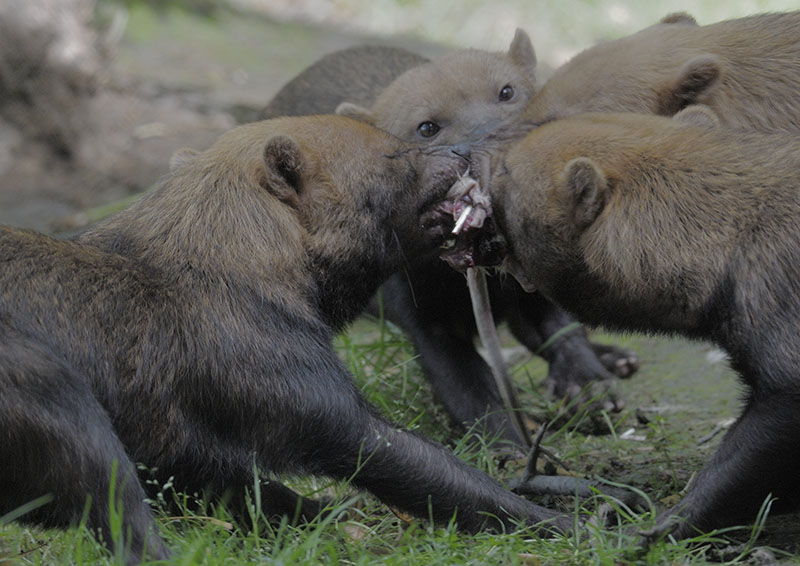 Bush dog feeding time