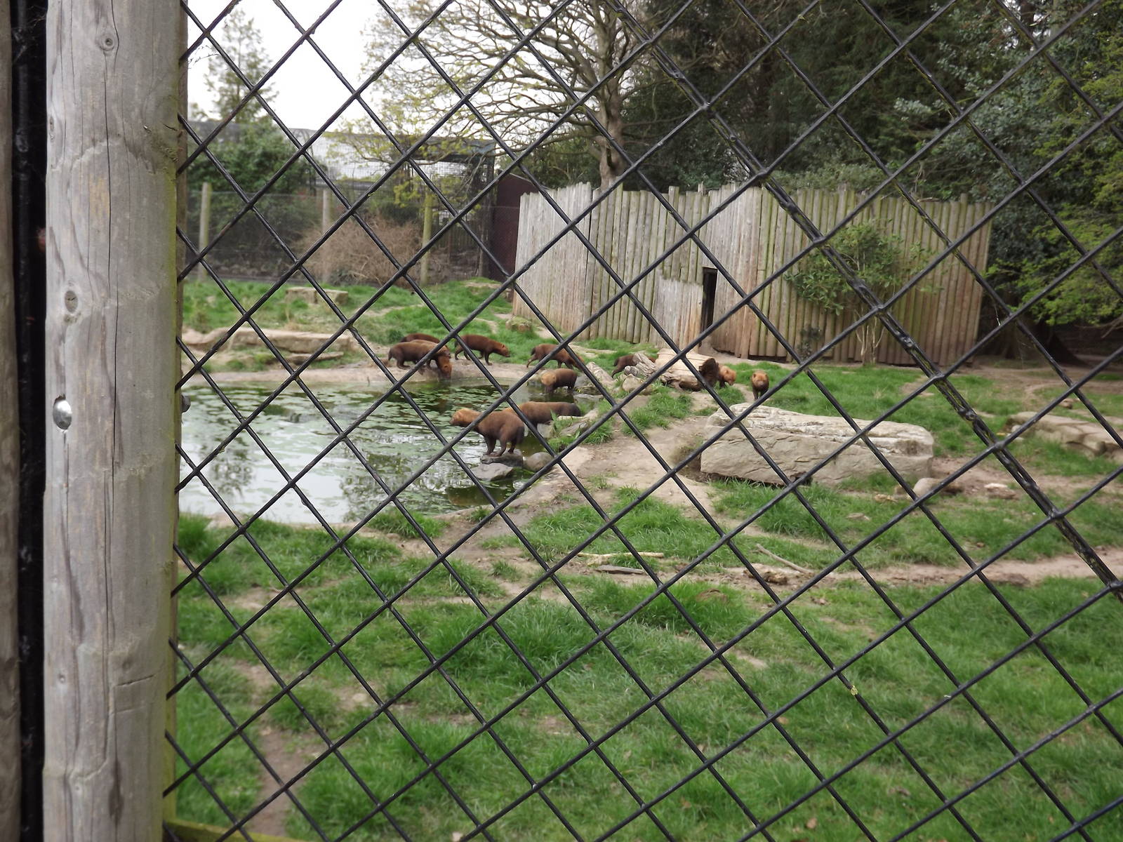Bush Dog group at Chester Zoo 31/03/12