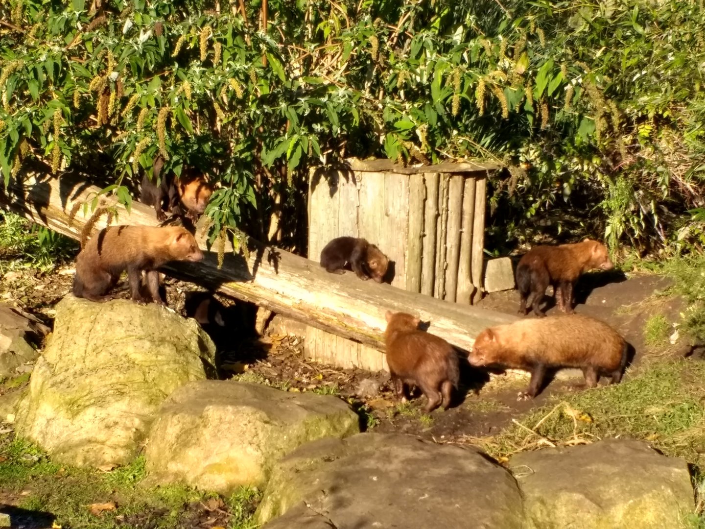 Bush Dog group including pups