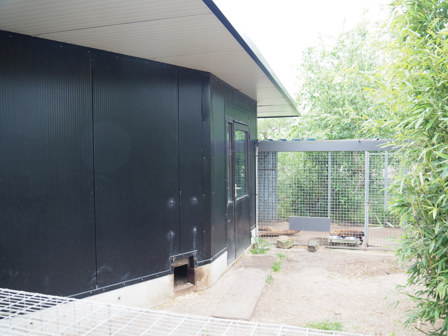 Bush dog holding building and cage, 2022-05-17