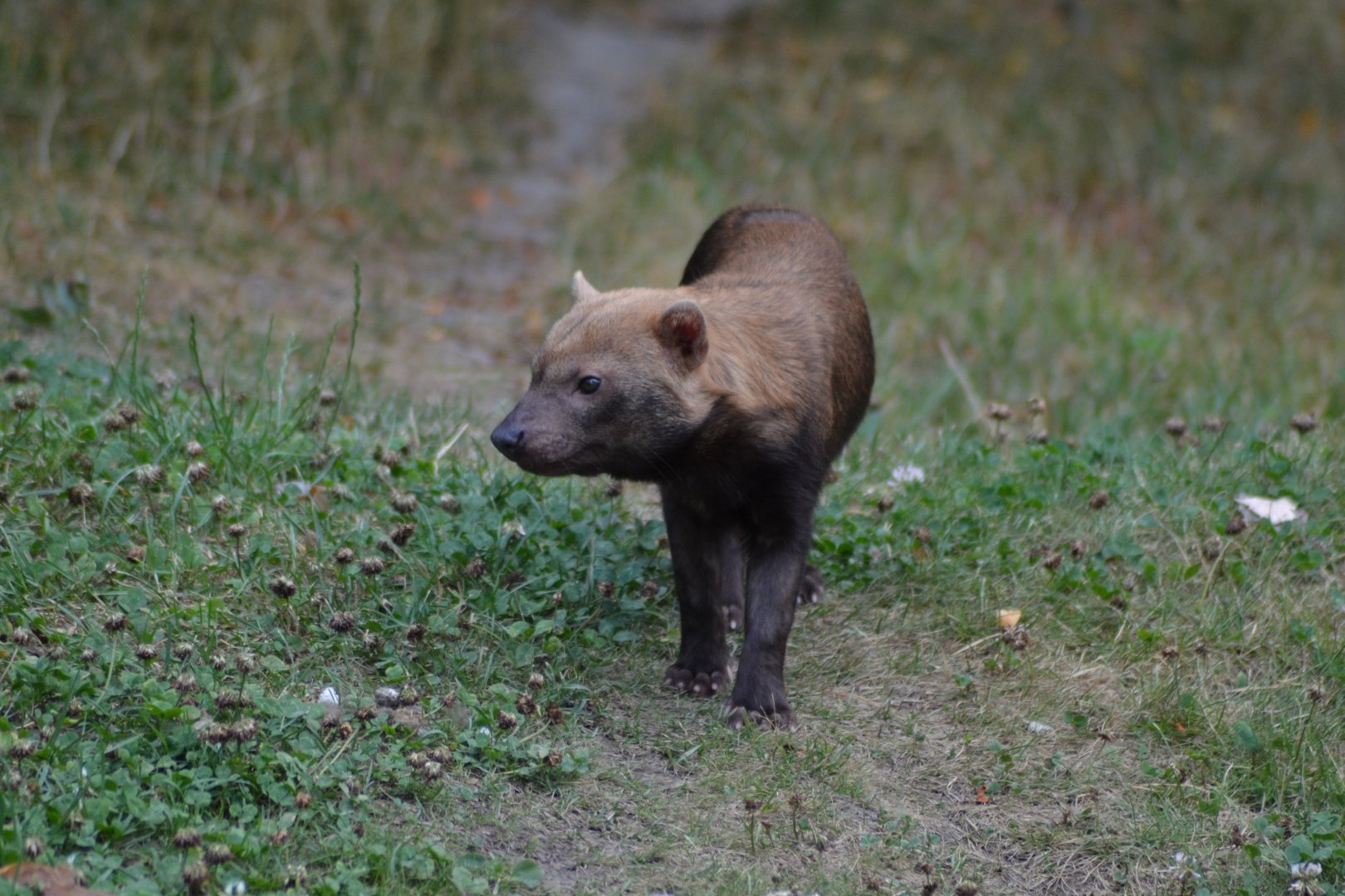 Bush dog in Kolmården