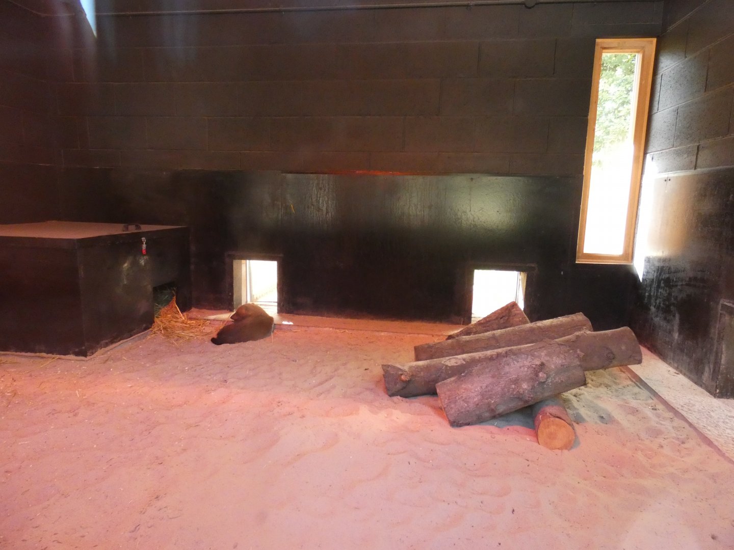 Bush dog indoor enclosure