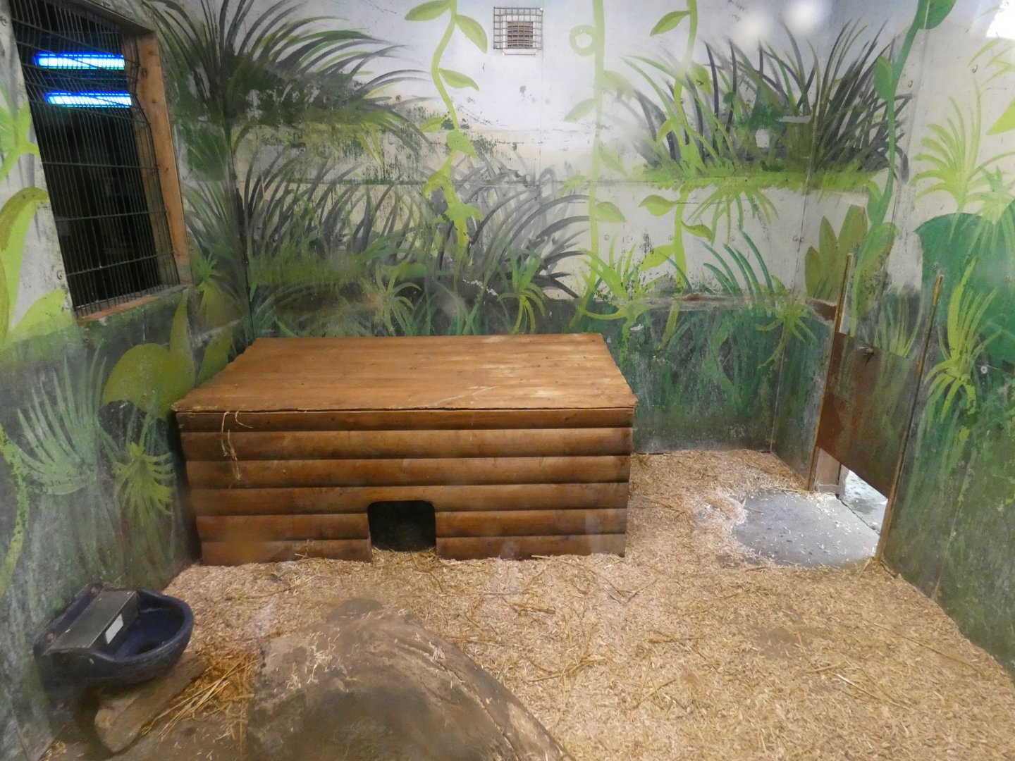 Bush dog indoor enclosure
