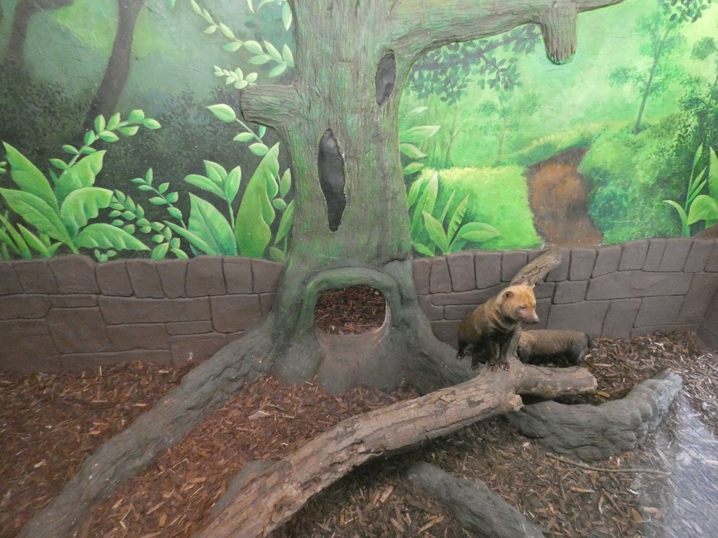 Bush dog indoor enclosure