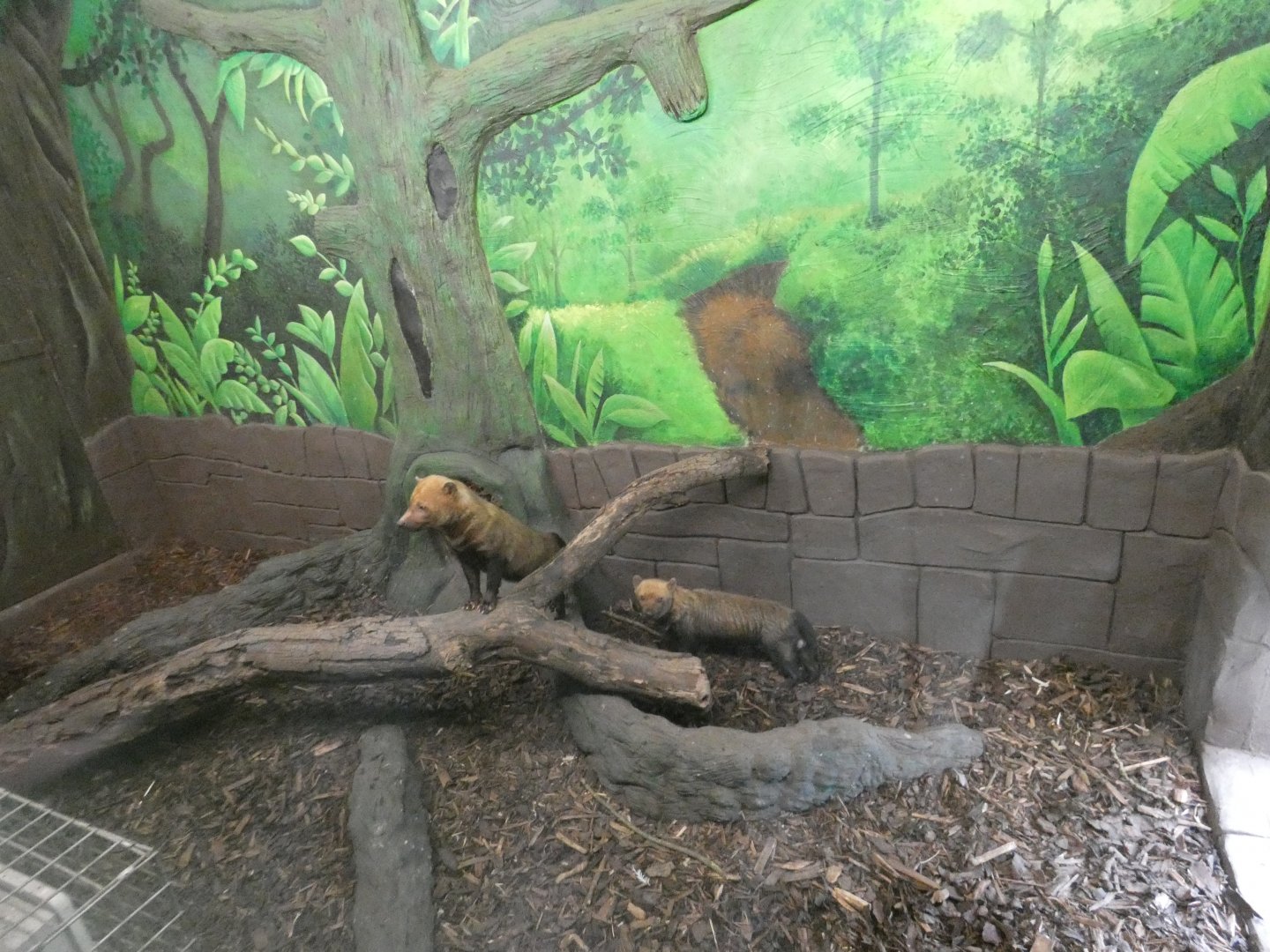 Bush dog indoor enclosure