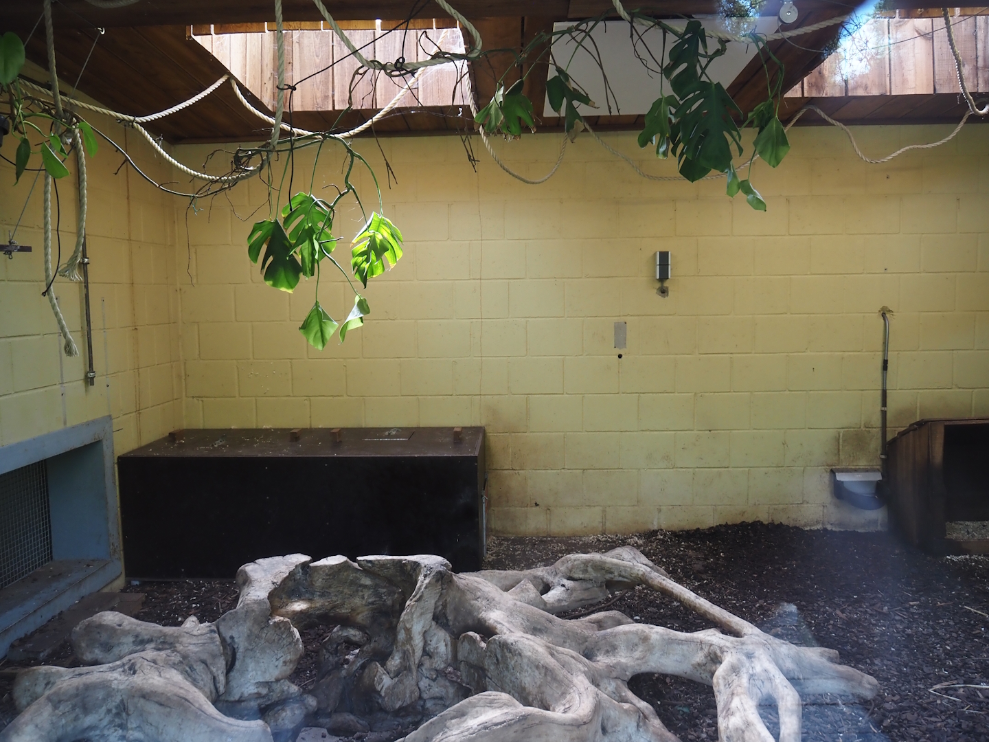 Bush dog indoor exhibit, 2024-08-21