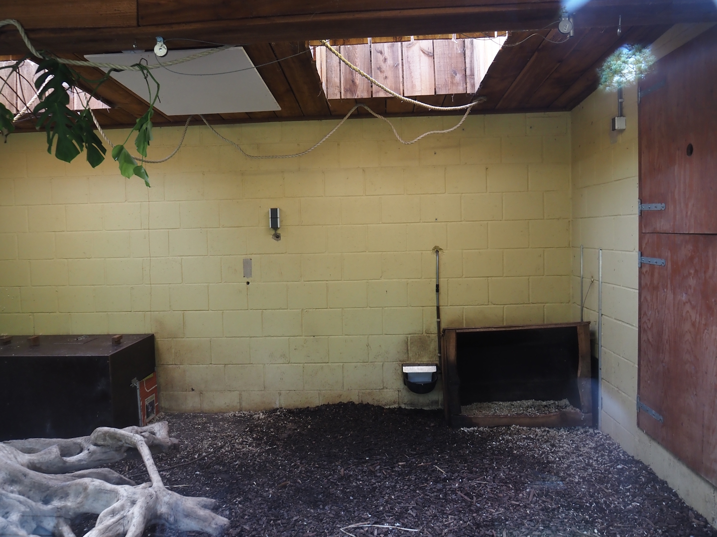 Bush dog indoor exhibit, 2024-08-21