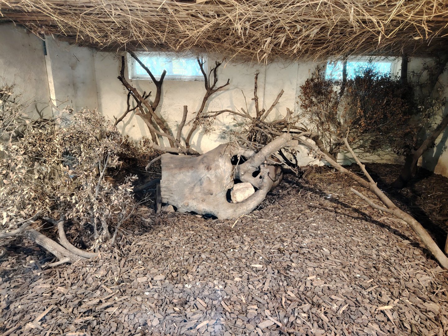 Bush Dog Indoor Exhibit