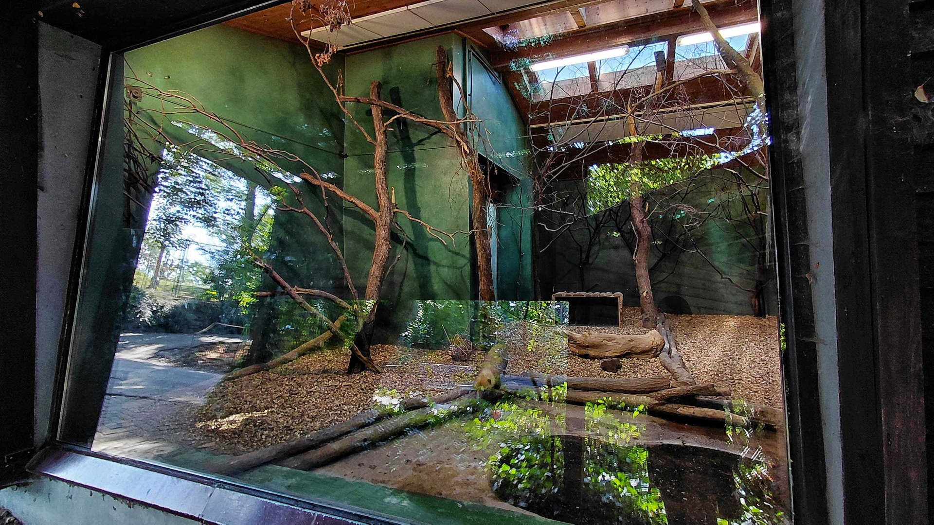 Bush dog indoor exhibit