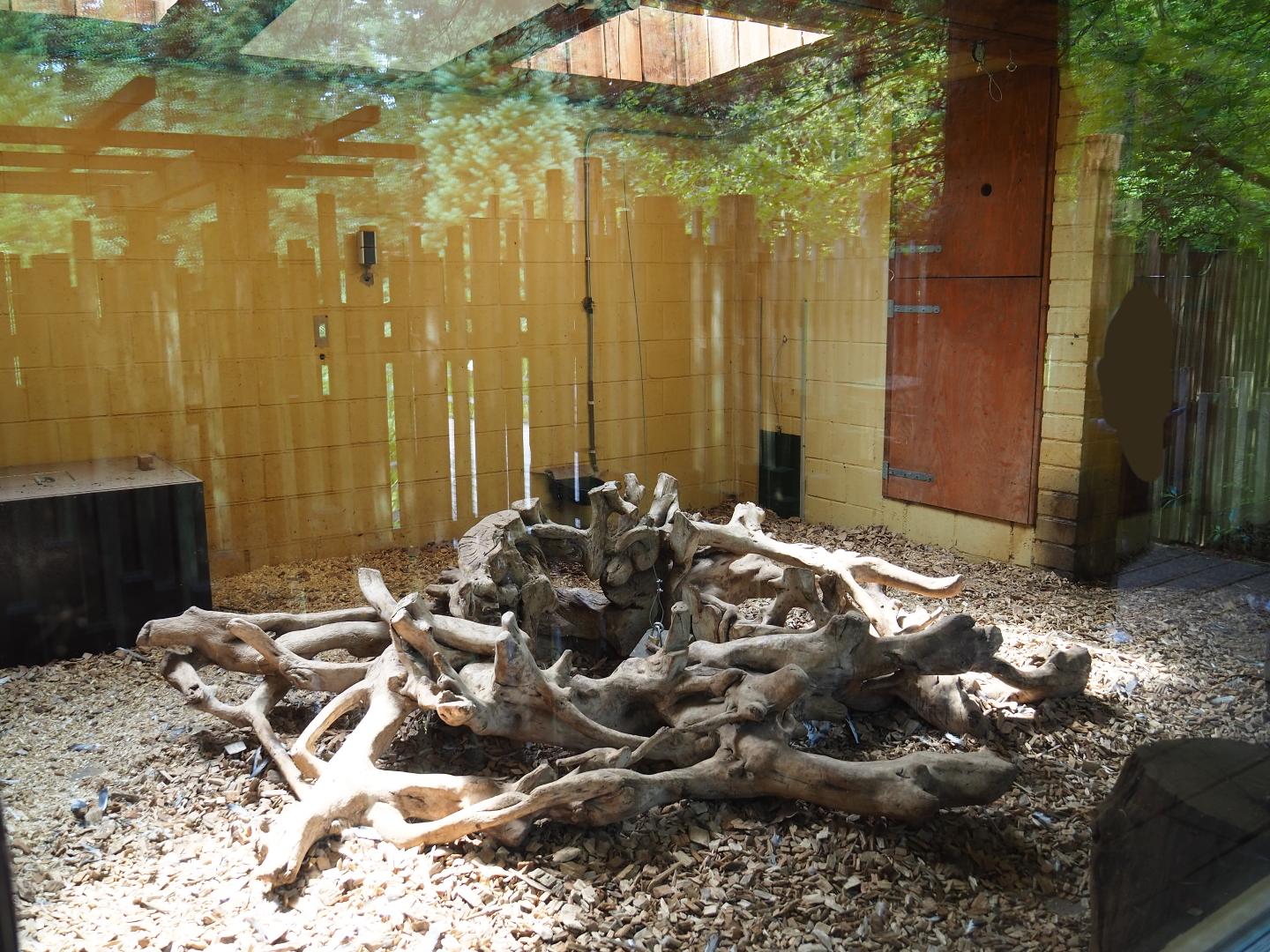 Bush dog indoor housing, 2019-07-21