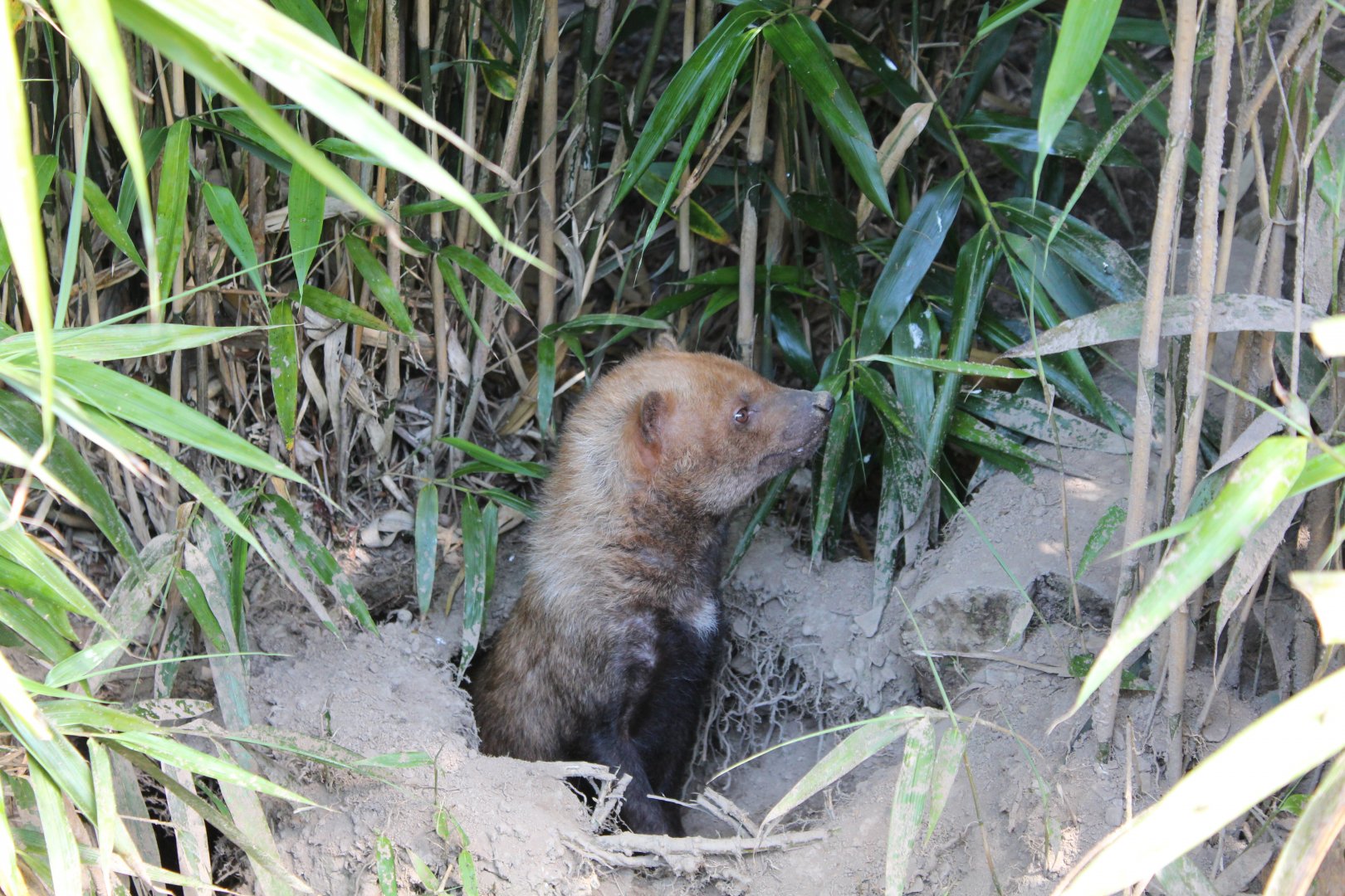 Bush Dog - July 2019