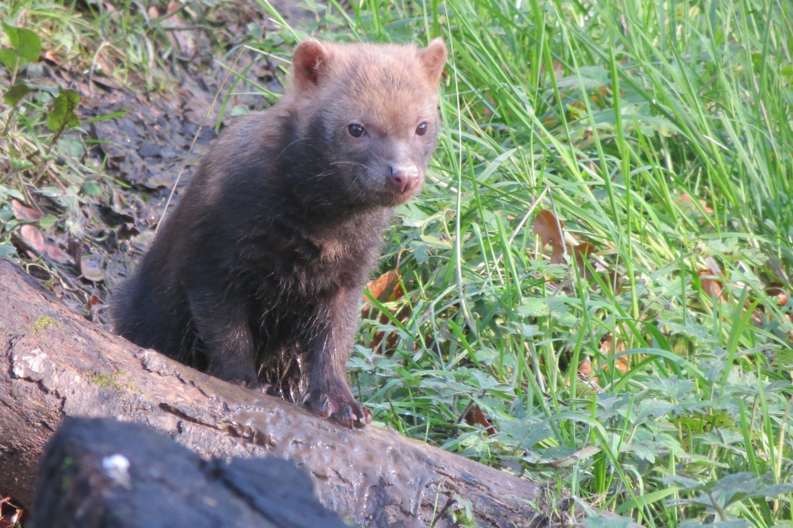 Bush dog juvenile 101119