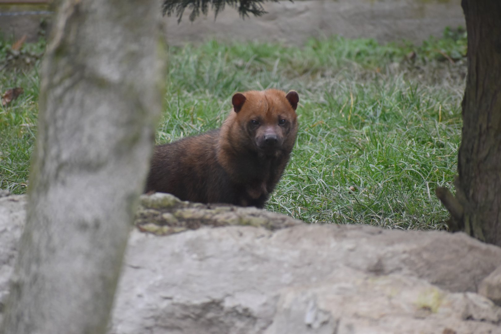 Bush Dog - Le Domaine des Fauves
