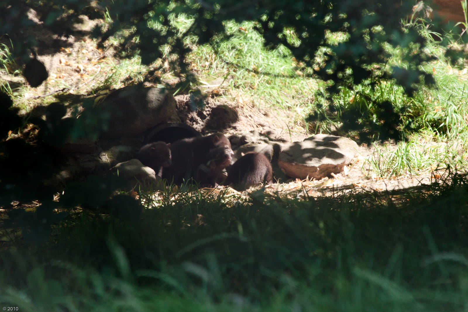 Bush Dog Litter - 26/06/2010