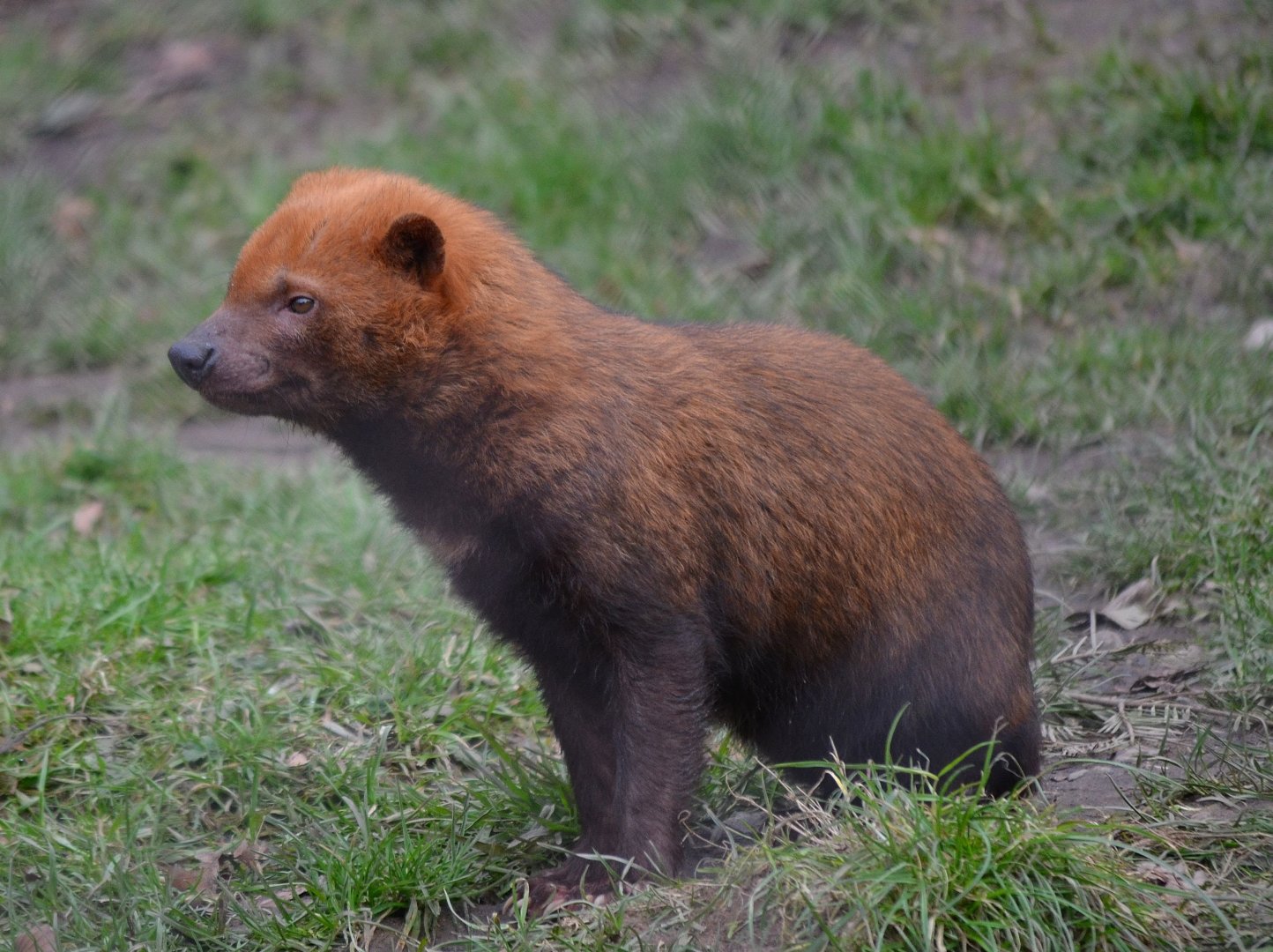 Bush Dog - March 2018