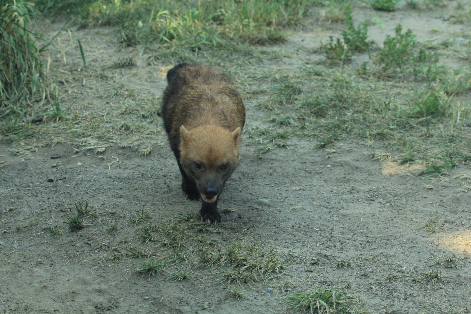 Bush dog (May 2018)