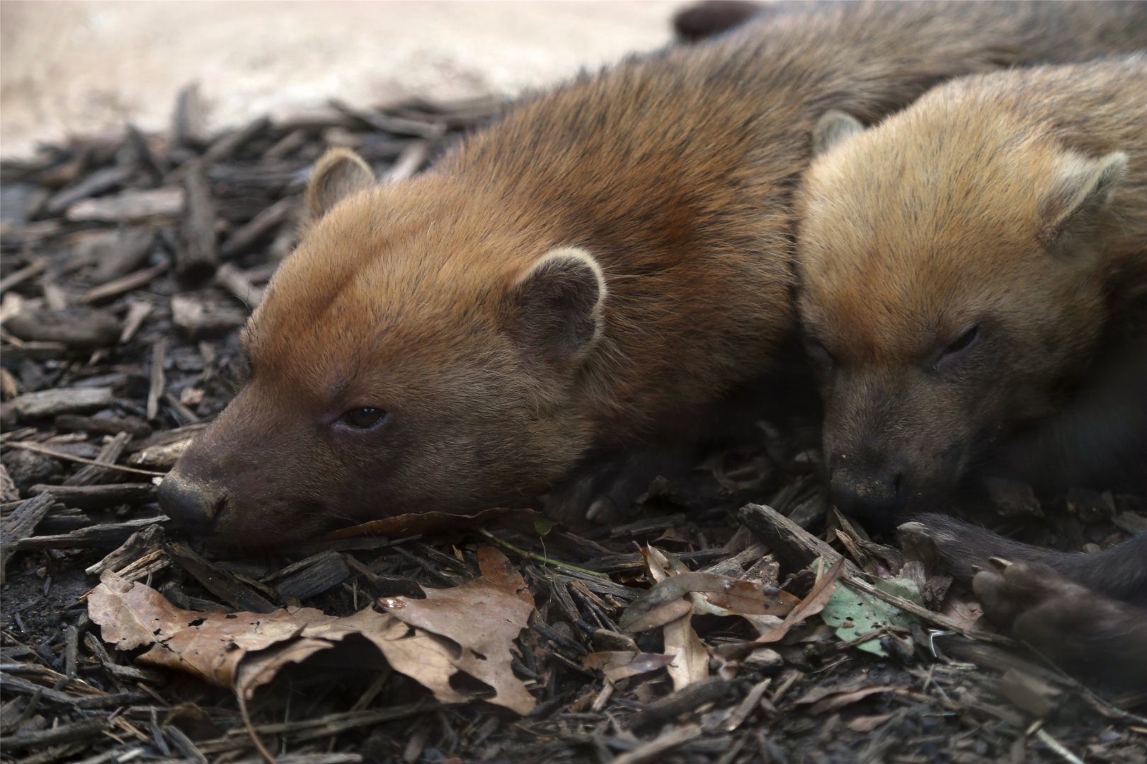 Bush Dog, October 2015