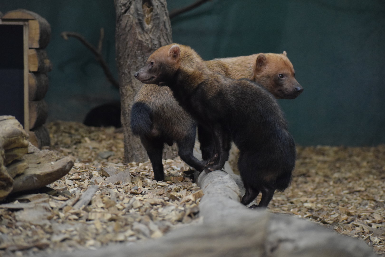 Bush dog - October 2023