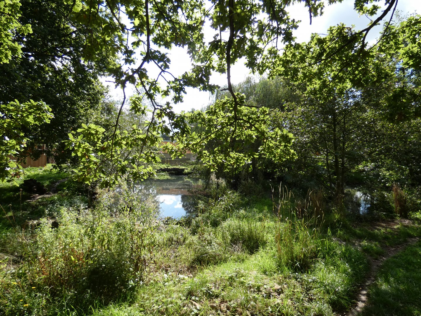 Bush dog outdoor enclosure (2)