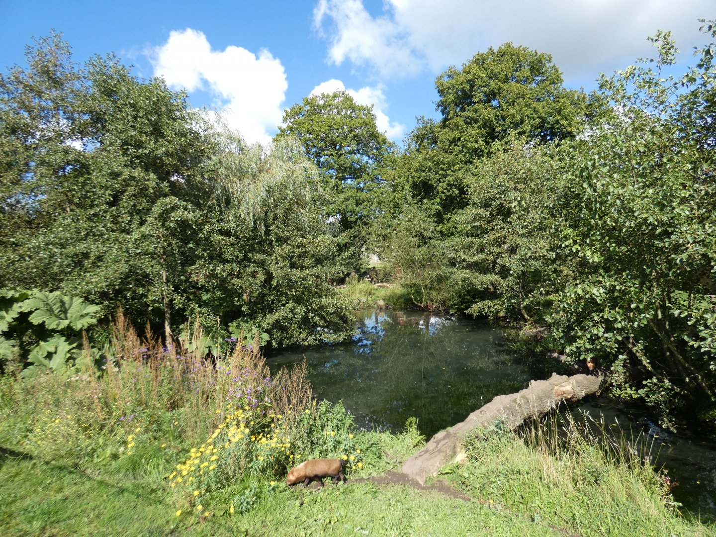 Bush dog outdoor enclosure
