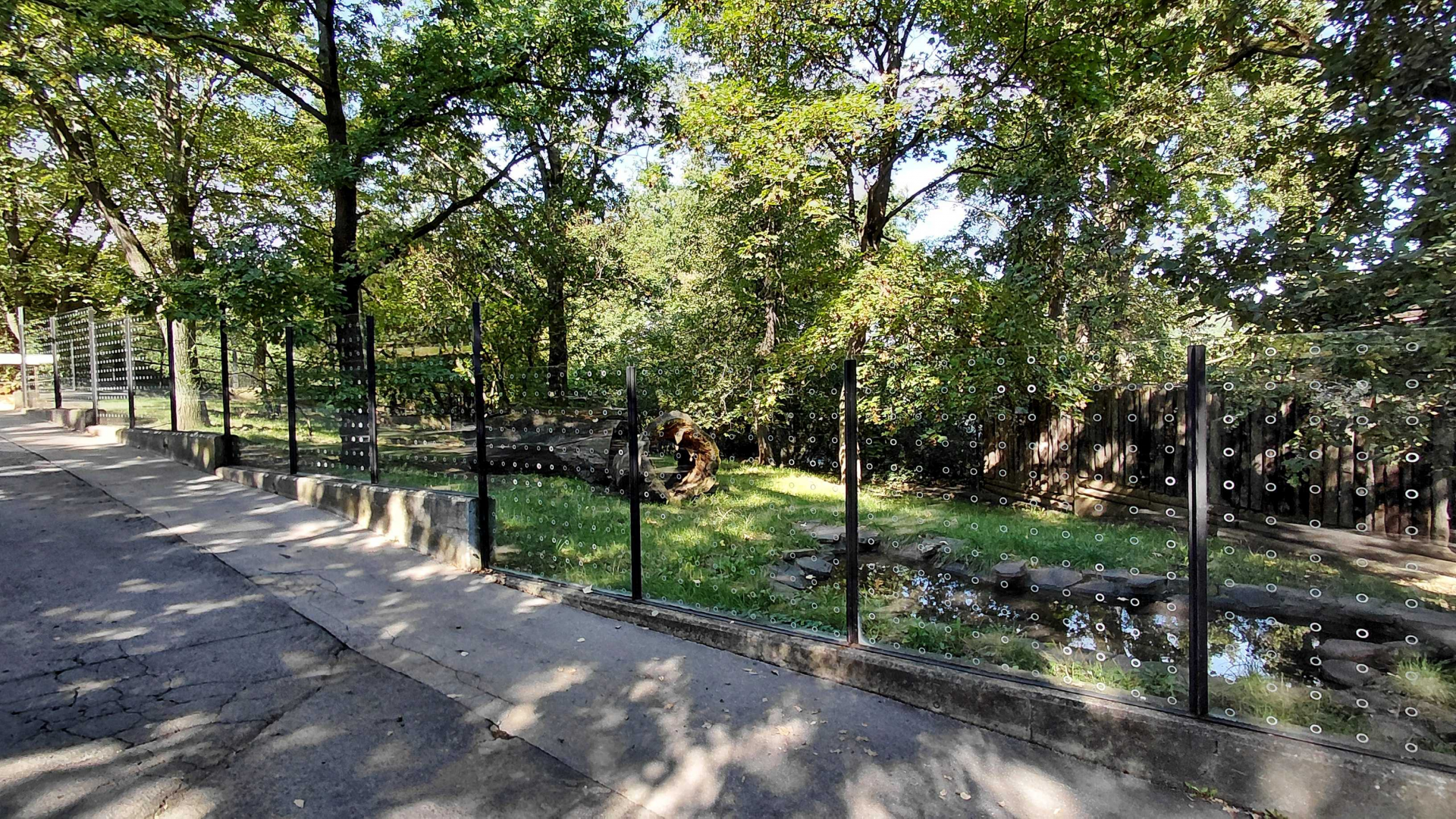 Bush dog outdoor exhibit