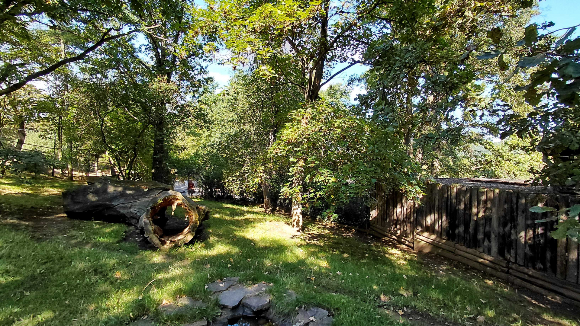 Bush dog outdoor exhibit