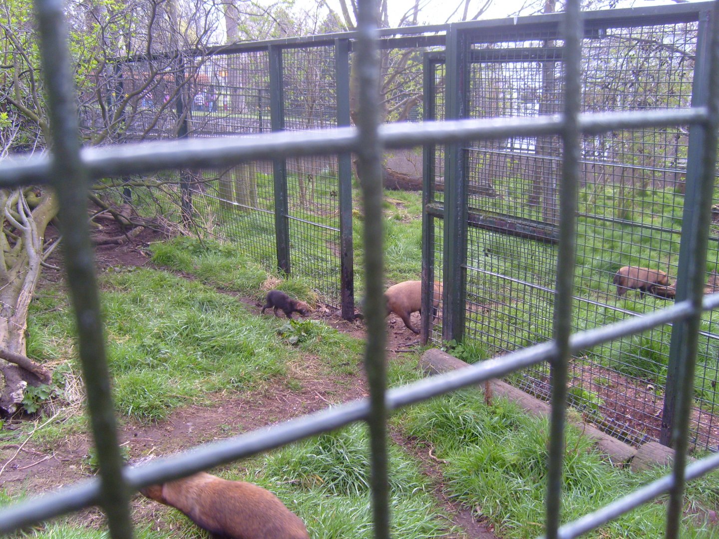 Bush Dog pack, April 2009
