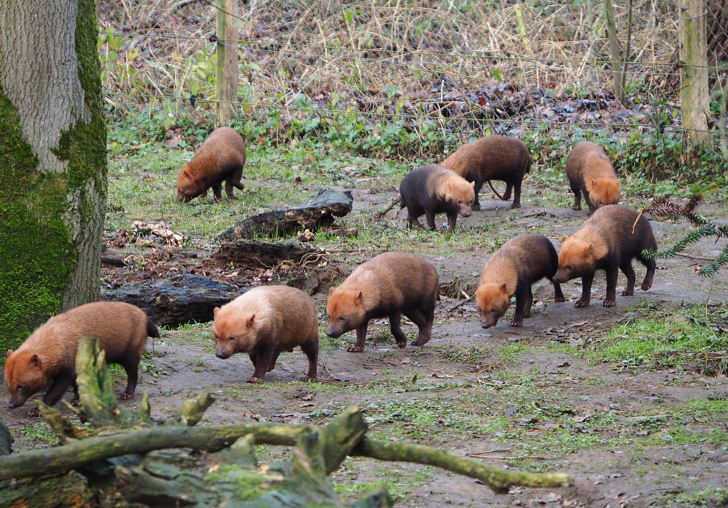 Bush dog pack (Speothos venaticus), 2020-01-11
