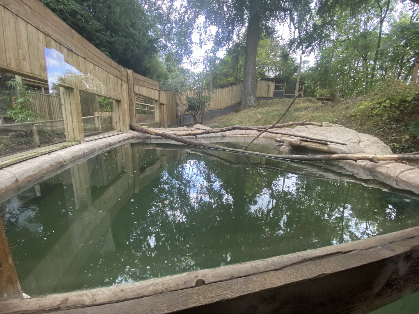 Bush dog pool