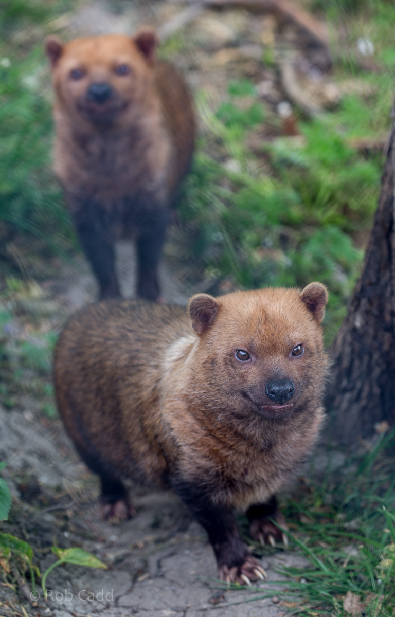Bush dog : Port Lympne : 05 May 2017
