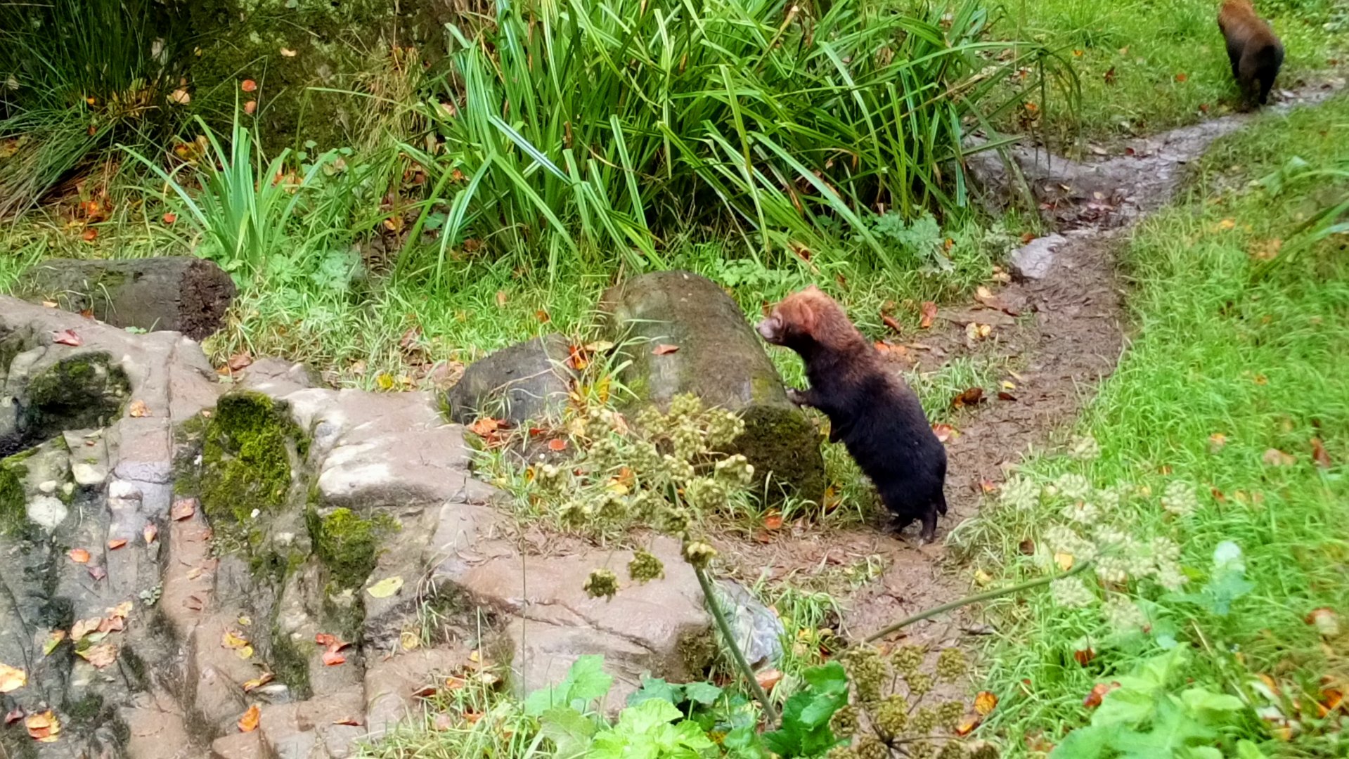 Bush Dog Pup 8/10/20