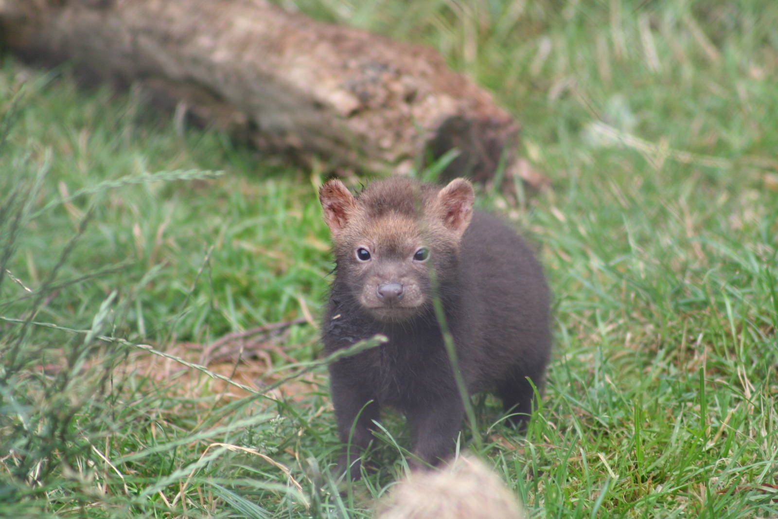 Bush Dog pup @ Chester; 17.07.10