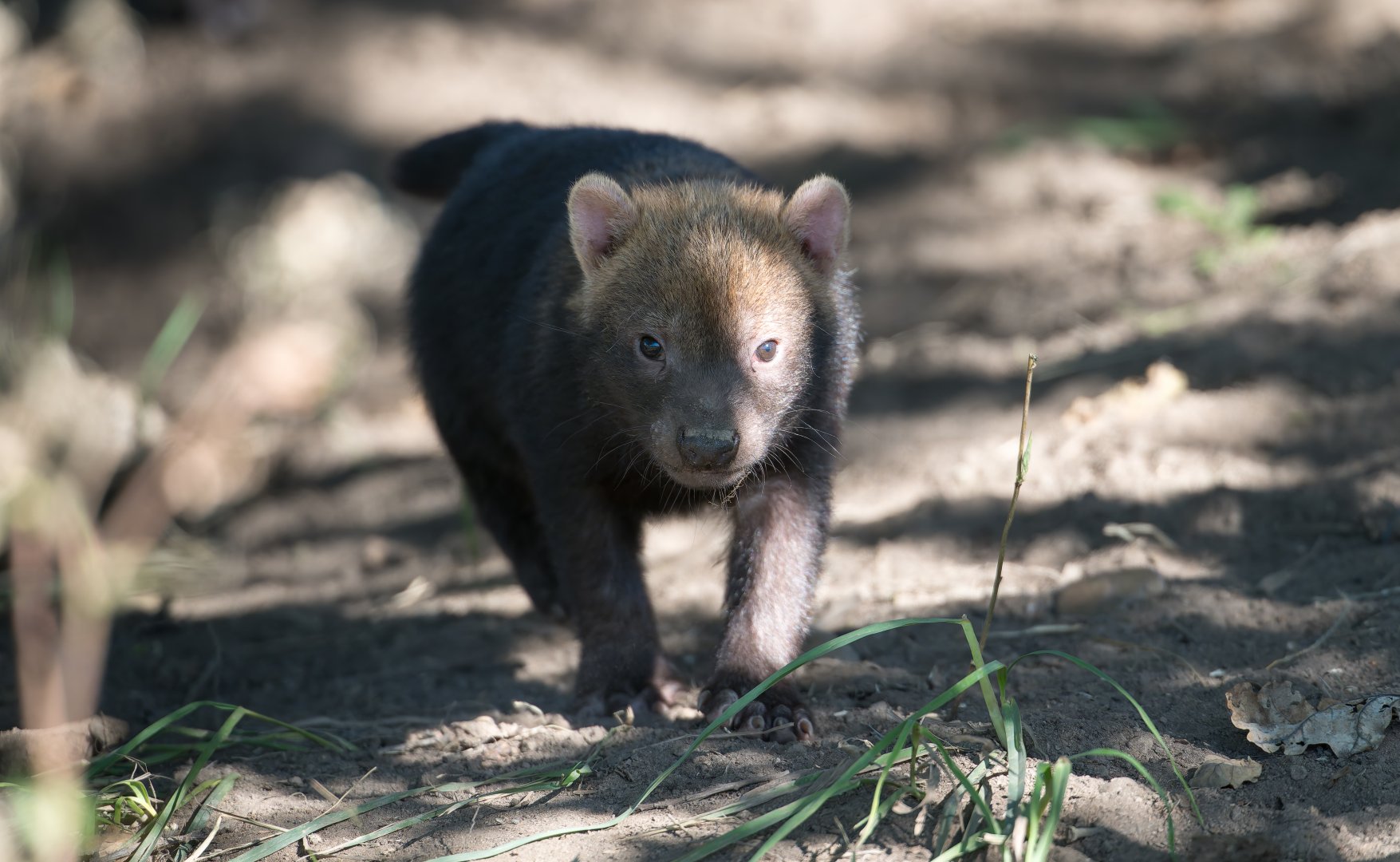 Bush dog pup, YWP, UK