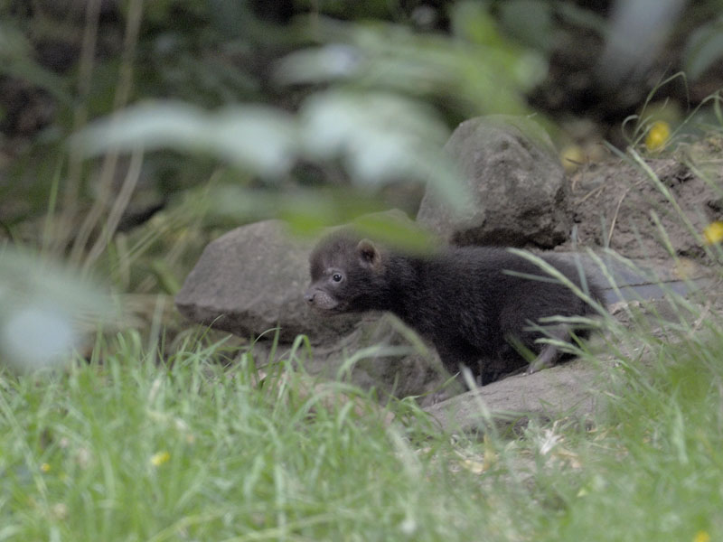 Bush dog pup