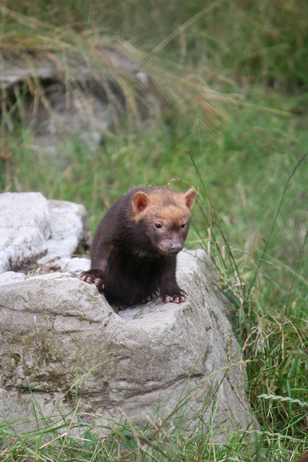 Bush Dog Pup
