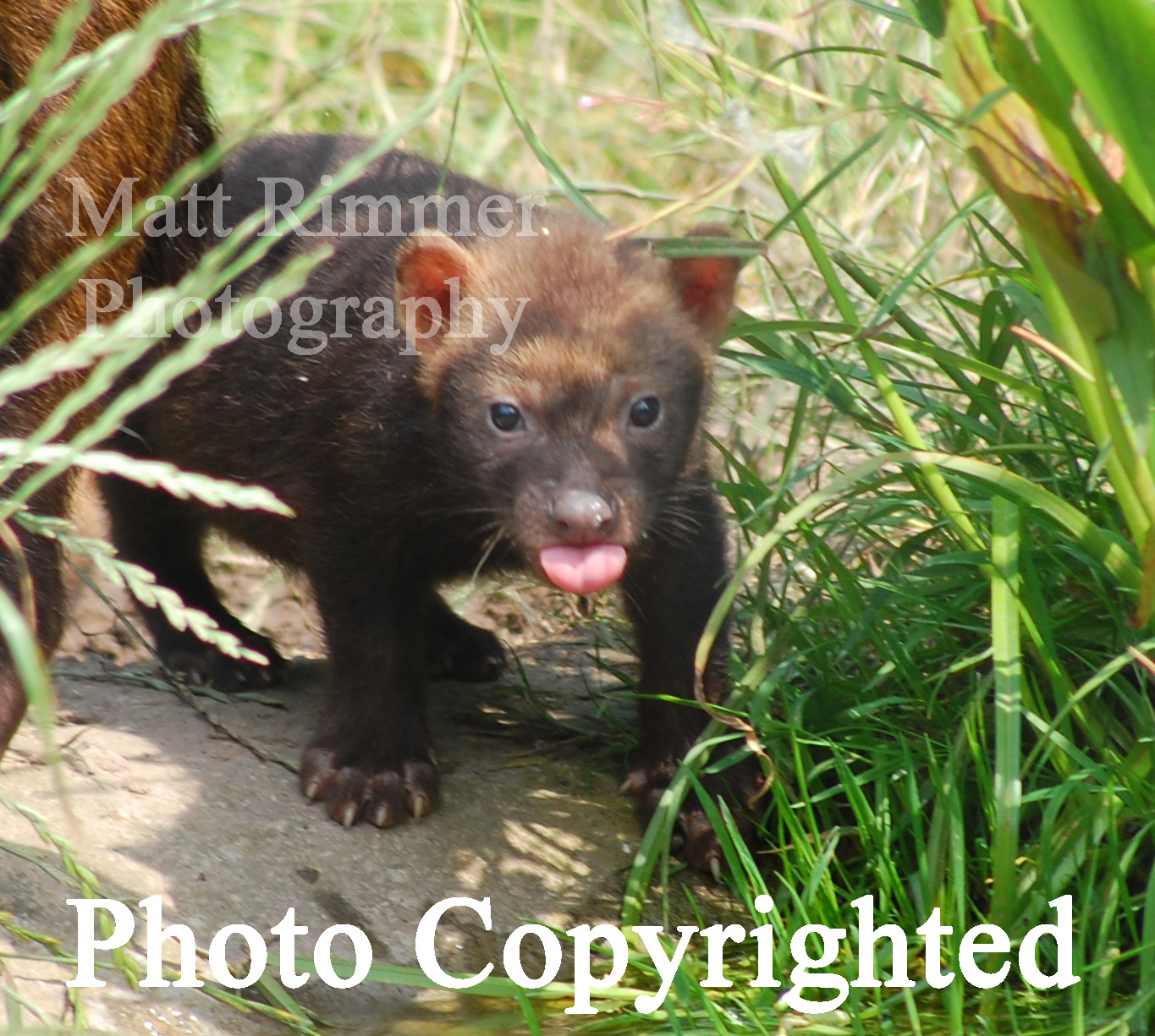 Bush dog pup