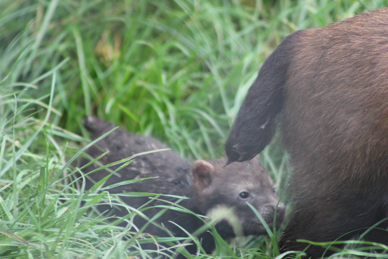 Bush dog pup